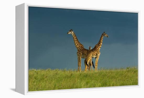 Between the Two-Massimo Mei-Framed Premier Image Canvas