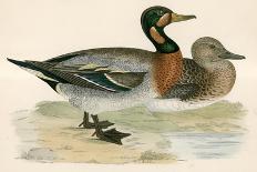 Buffel Headed Duck-Beverley R. Morris-Giclee Print