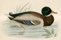 Pintail Duck-Beverley R. Morris-Framed Giclee Print