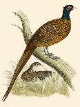Pheasant-Beverley R. Morris-Giclee Print