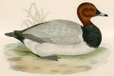 Pintail Duck-Beverley R. Morris-Framed Giclee Print