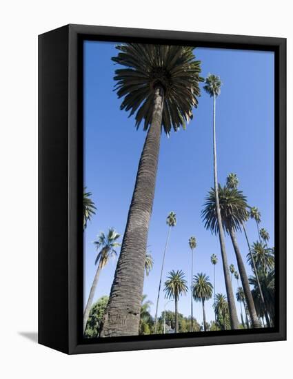 Beverly Drive, Beverly Hills, California, USA-Ethel Davies-Framed Premier Image Canvas