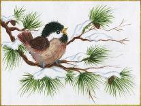Chickadee on a Pine Tree-Beverly Johnston-Giclee Print