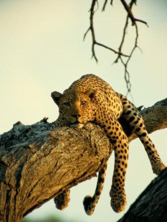 Wild Leopard Sitting in the Shadows Picture Poster Animal Art Framed Print