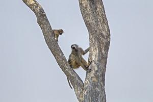 An Adult Baboon with its Young in a Tree by Beverly Joubert