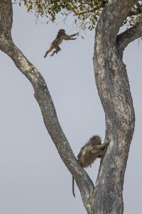 An Adult Baboons Watching at its Young Jumping from Branch to Branch on Tree by Beverly Joubert