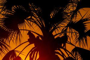 Silhouetted Baboons Sitting in a Palm Tree at Sunset by Beverly Joubert