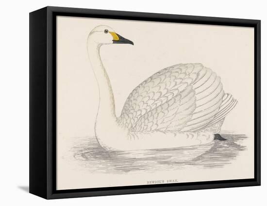 Bewick's Swan-Reverend Francis O. Morris-Framed Premier Image Canvas