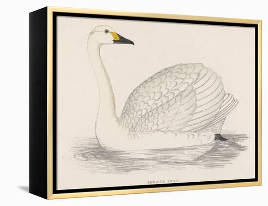 Bewick's Swan-Reverend Francis O. Morris-Framed Premier Image Canvas