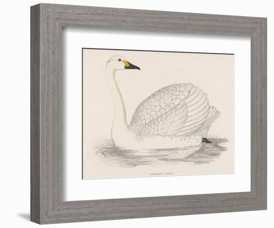 Bewick's Swan-Reverend Francis O. Morris-Framed Photographic Print