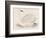 Bewick's Swan-Reverend Francis O. Morris-Framed Photographic Print