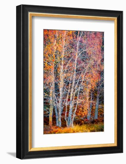 Beyond The Fall-Doug Chinnery-Framed Photographic Print