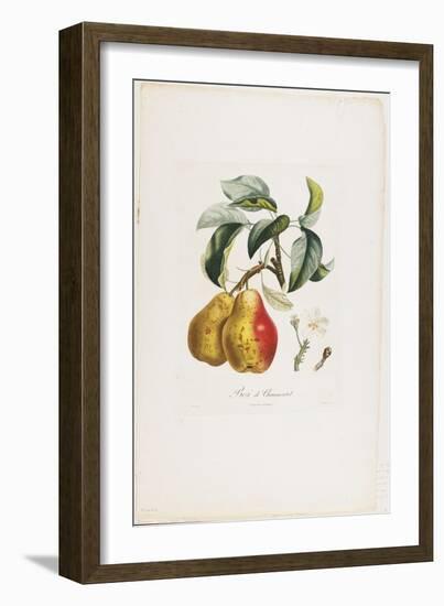 Bezi De Chaumontel (Pears), from Traite Des Arbres Fruitiers, 1807-1835-Pierre Antoine Poiteau-Framed Giclee Print