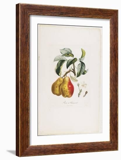 Bezi De Chaumontel (Pears), from Traite Des Arbres Fruitiers, 1807-1835-Pierre Antoine Poiteau-Framed Giclee Print