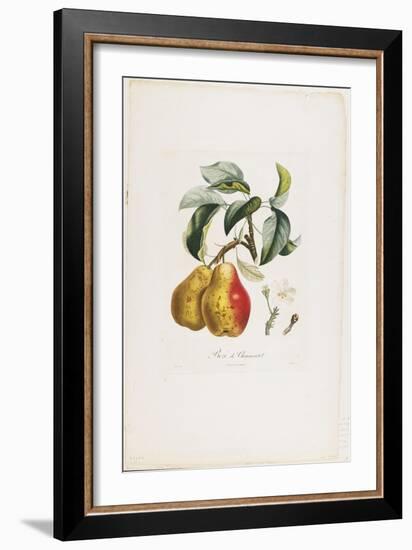 Bezi De Chaumontel (Pears), from Traite Des Arbres Fruitiers, 1807-1835-Pierre Antoine Poiteau-Framed Giclee Print