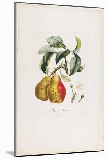 Bezi De Chaumontel (Pears), from Traite Des Arbres Fruitiers, 1807-1835-Pierre Antoine Poiteau-Mounted Giclee Print