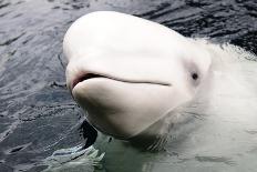 Beluga Whale, Churchill, Manitoba, Canada, North America-Bhaskar Krishnamurthy-Photographic Print