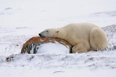 Polar Bear Resting, Churchill, Hudson Bay, Manitoba, Canada, North America-Bhaskar Krishnamurthy-Photographic Print