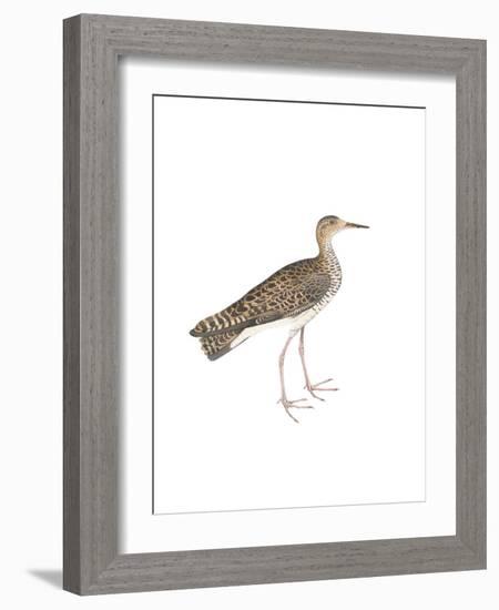 Bhegondee Snipe-Maria Mendez-Framed Giclee Print