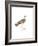 Bhegondee Snipe-Maria Mendez-Framed Giclee Print