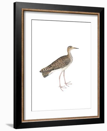 Bhegondee Snipe-Maria Mendez-Framed Giclee Print