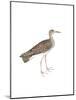 Bhegondee Snipe-Maria Mendez-Mounted Giclee Print