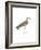 Bhegondee Snipe-Maria Mendez-Framed Giclee Print