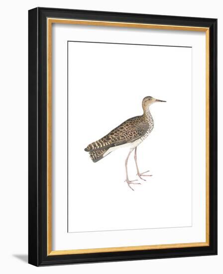 Bhegondee Snipe-Maria Mendez-Framed Giclee Print