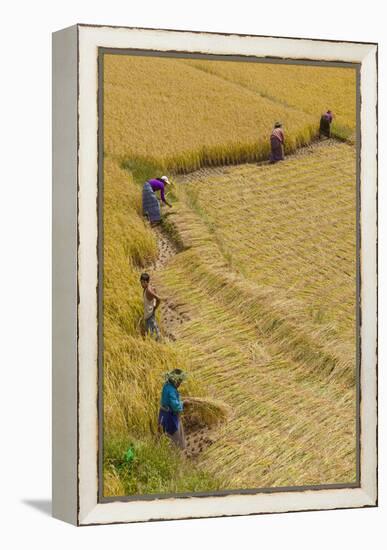 Bhutan, Punakha Region. Family and Neighbors Working Together to Harvest Rice-Brenda Tharp-Framed Premier Image Canvas