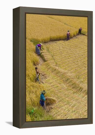 Bhutan, Punakha Region. Family and Neighbors Working Together to Harvest Rice-Brenda Tharp-Framed Premier Image Canvas