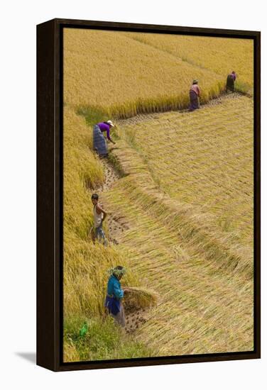 Bhutan, Punakha Region. Family and Neighbors Working Together to Harvest Rice-Brenda Tharp-Framed Premier Image Canvas