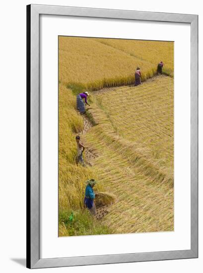 Bhutan, Punakha Region. Family and Neighbors Working Together to Harvest Rice-Brenda Tharp-Framed Photographic Print