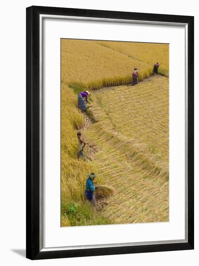 Bhutan, Punakha Region. Family and Neighbors Working Together to Harvest Rice-Brenda Tharp-Framed Photographic Print