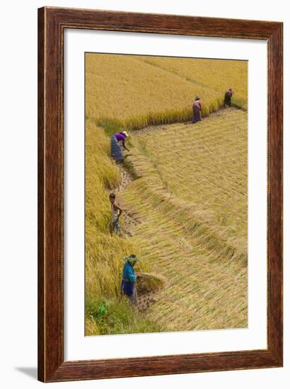 Bhutan, Punakha Region. Family and Neighbors Working Together to Harvest Rice-Brenda Tharp-Framed Photographic Print