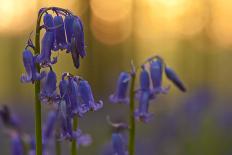 Wild Garlic and Bluebell in Flower, Beech Wood, Hallerbos, Belgium-Biancarelli-Framed Photographic Print