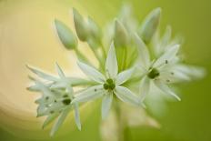 Close-Up of Wild Garlic (Allium Ursinum) Flowers, Hallerbos, Belgium, April 2009-Biancarelli-Photographic Print