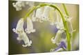 Premium Photographic Print
