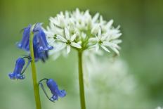Wild Garlic and Bluebell in Flower, Beech Wood, Hallerbos, Belgium-Biancarelli-Photographic Print