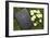 Bible on the grass with primrose at springtime-null-Framed Giclee Print