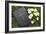 Bible on the grass with primrose at springtime-null-Framed Giclee Print