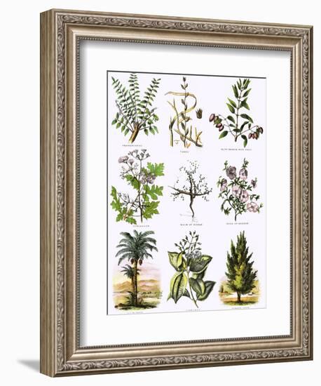 Biblical Natural History-English-Framed Premium Giclee Print