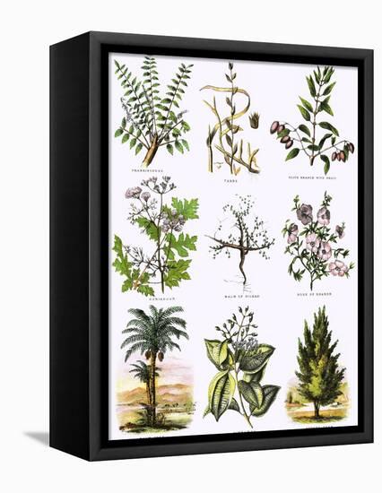 Biblical Natural History-English-Framed Premier Image Canvas