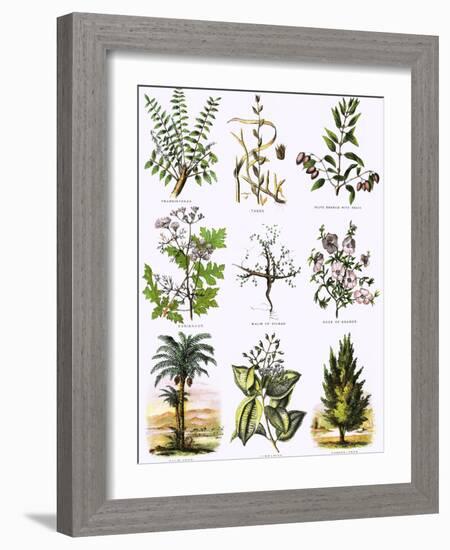 Biblical Natural History-English-Framed Giclee Print