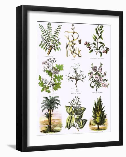 Biblical Natural History-English-Framed Giclee Print