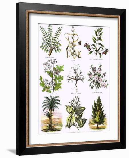 Biblical Natural History-English-Framed Giclee Print