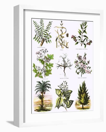 Biblical Natural History-English-Framed Giclee Print