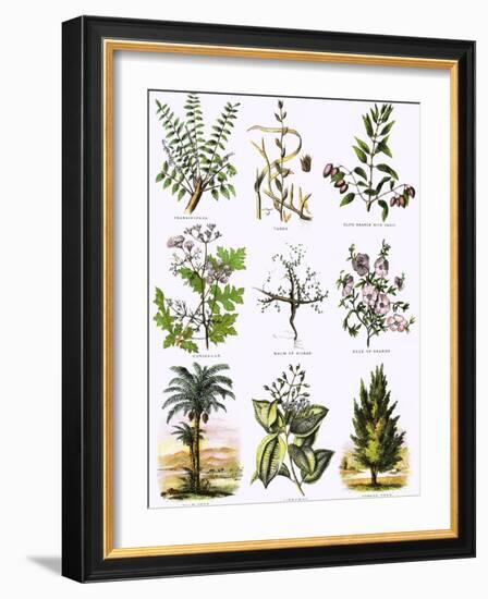 Biblical Natural History-English-Framed Giclee Print