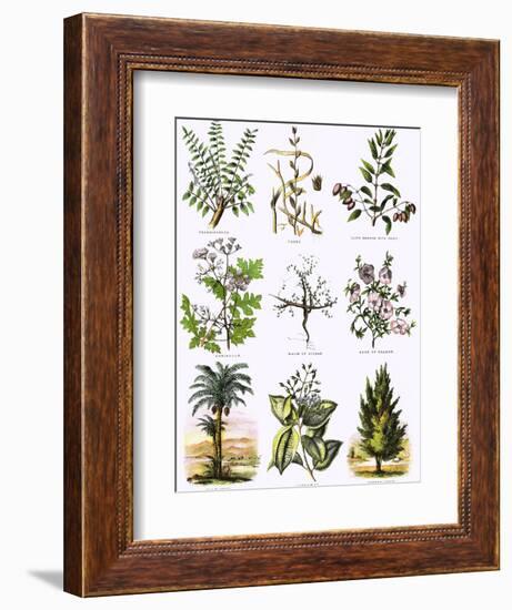 Biblical Natural History-English-Framed Giclee Print