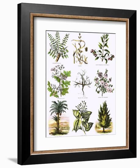 Biblical Natural History-English-Framed Giclee Print