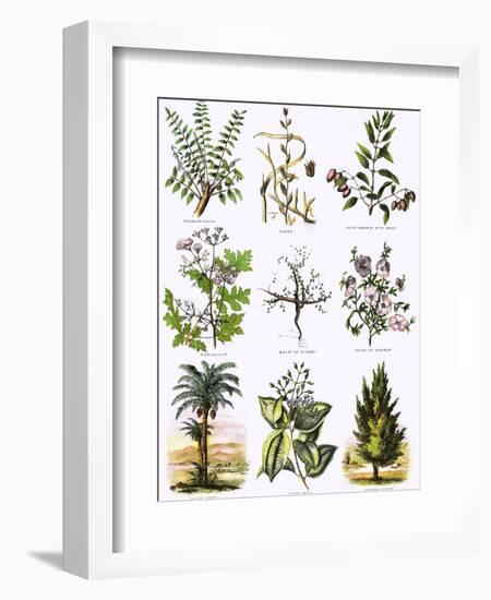 Biblical Natural History-English-Framed Giclee Print